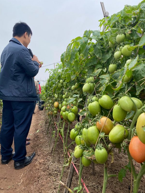 Hạt giống rau chất lượng cao