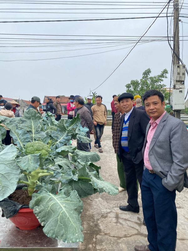 Hạt giống rau chất lượng cao