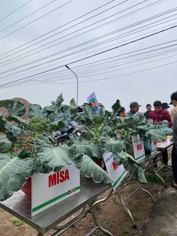 Hạt giống rau chất lượng cao