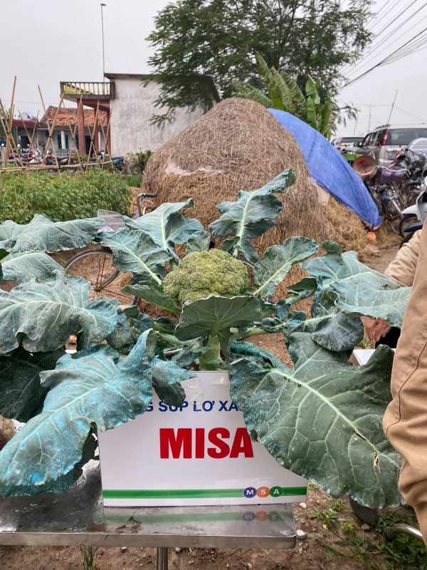 Hạt giống rau chất lượng cao