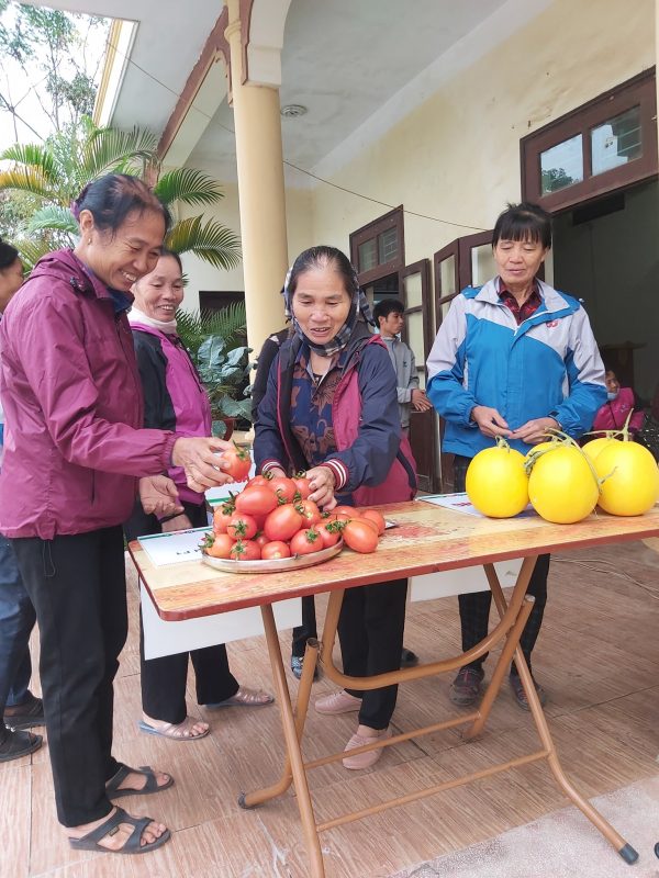 Hạt giống rau chất lượng cao