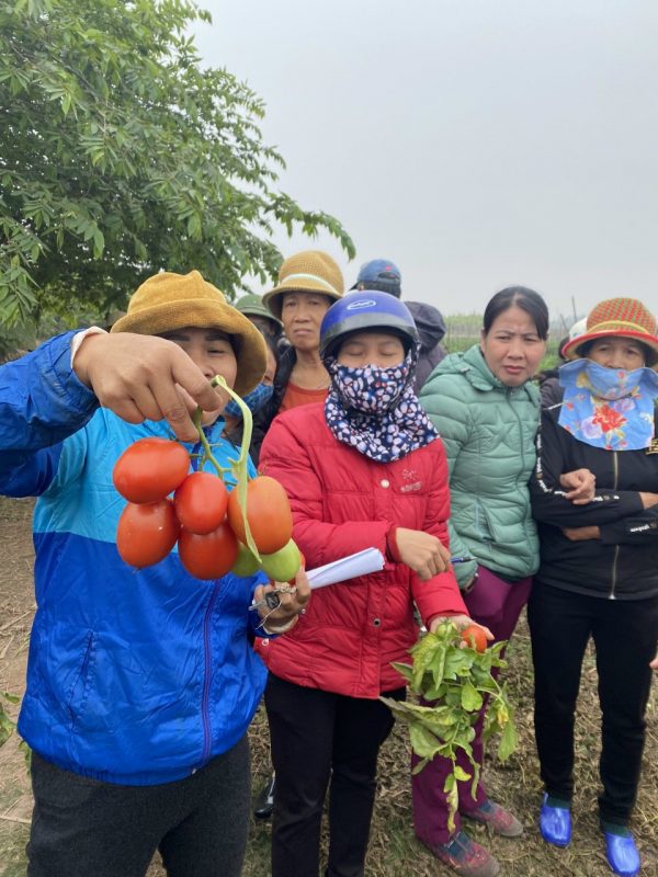 Hạt giống rau chất lượng cao