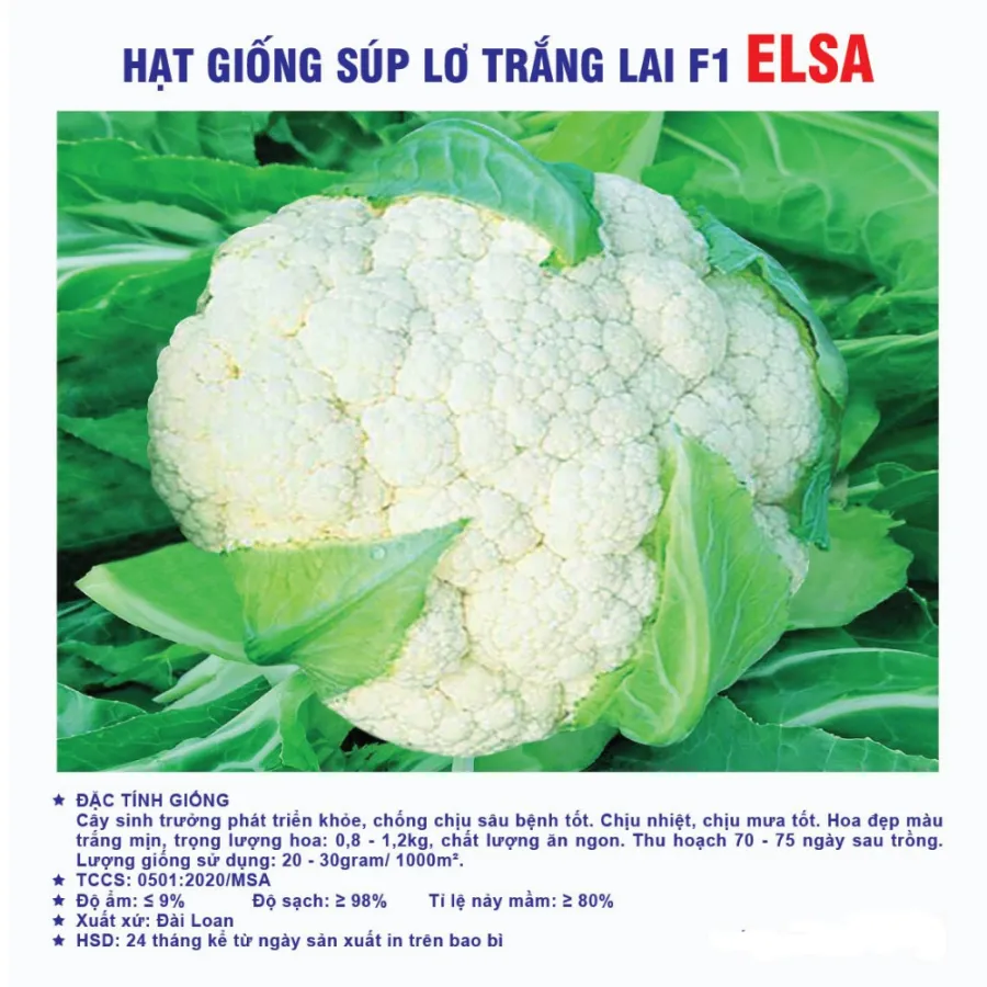 Hạt giống Lơ trắng F1 Elsa