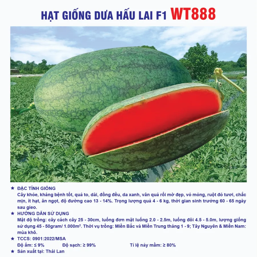 HẠT GIỐNG DƯA HẤU LAI F1 WT888