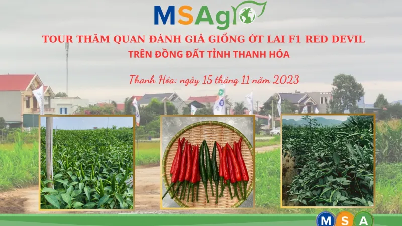 Thăm quan và đánh giá ớt RED DEVIL tại Huyện Yên Định Thanh Hóa