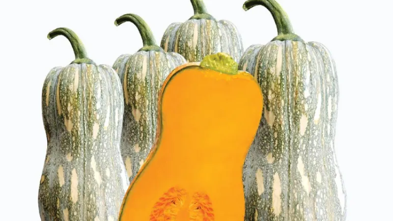 QUY TRÌNH TRỒNG VÀ CHĂM SÓC BÍ ĐỎ PK366
