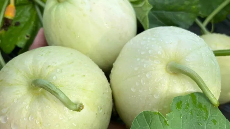 Kỹ thuật chăm sóc dưa lê