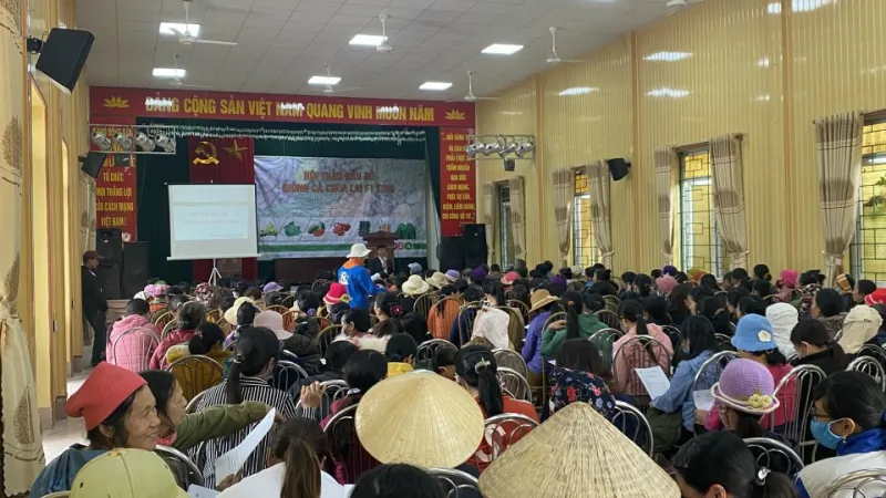Hội thảo cà chua chịu nhiệt F1 T268 tại Tiên Lãng, Hải Phòng