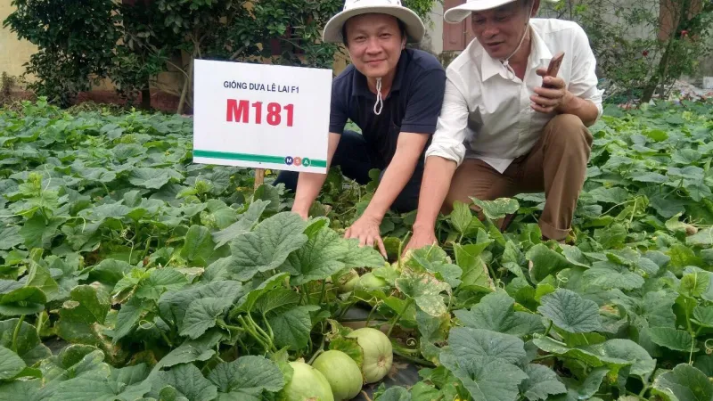 Sự Kiện dưa lê lai F1 M181 tại Giao Thuỷ – Nam Định