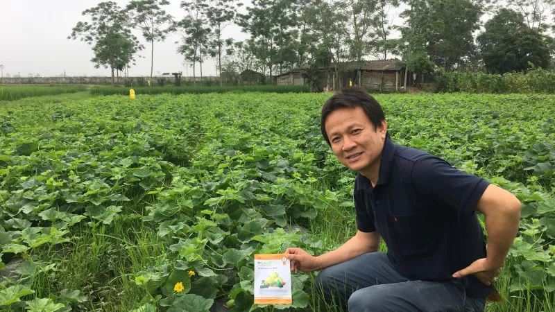Dưa lê M181 tại Yên Định – Thanh Hoá
