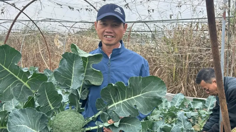 Lơ xanh Misa tại Thái Nguyên: Đánh giá thực tế từ nhà vườn