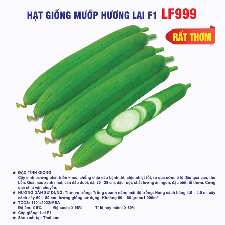 Hạt giống mướp hương Lai F1 LF999