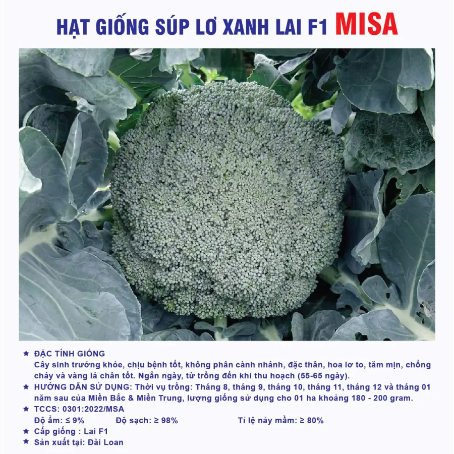 Hạt giống Lơ xanh chịu nhiệt F1 Misa