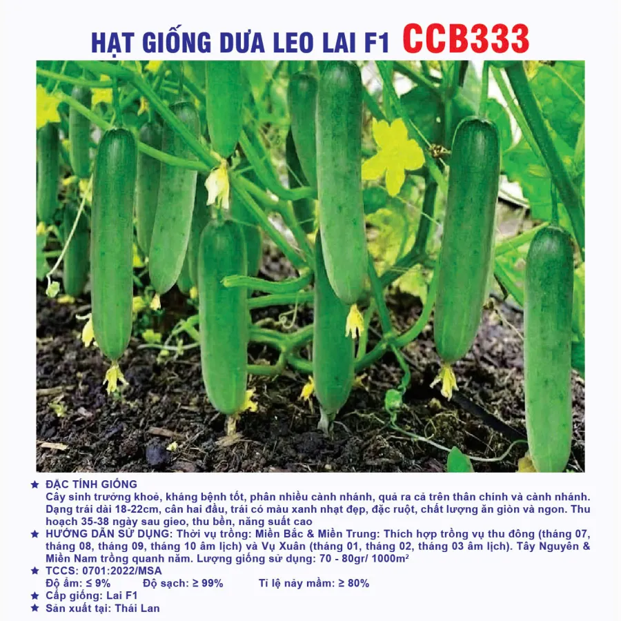 Hạt giống dưa leo lai F1 CCB333