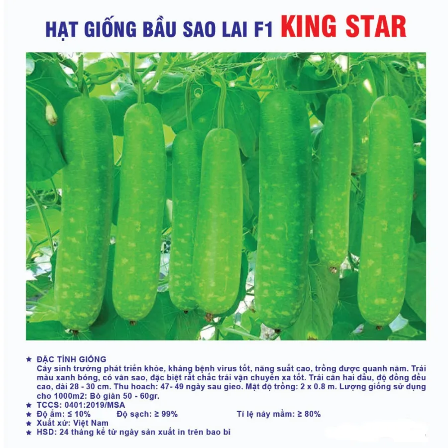 Hạt giống Bầu sao F1 King Star