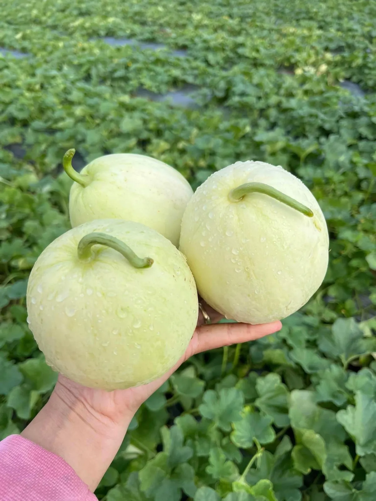 Bộ rau họ bầu bí