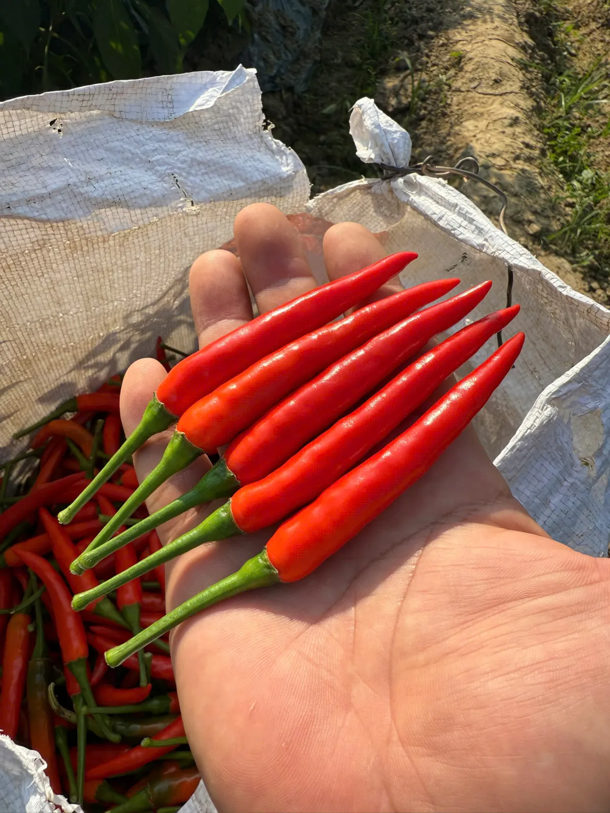 Bộ rau họ Cà