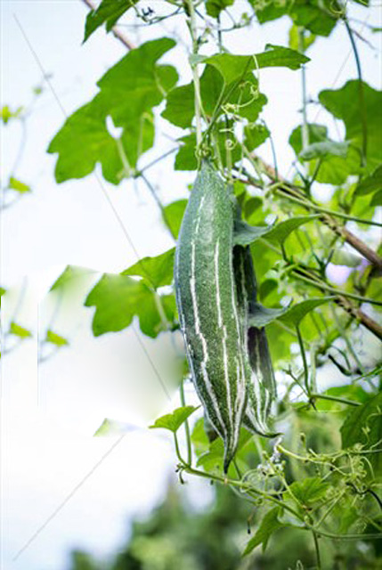 Hạt giống rau chất lượng cao
