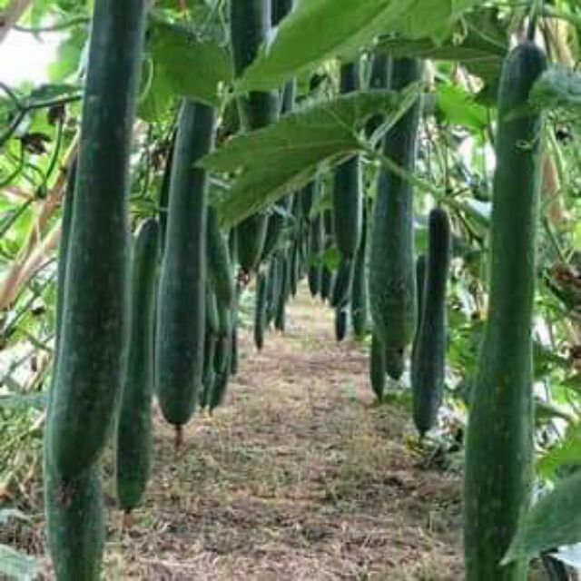 Hạt giống rau chất lượng cao