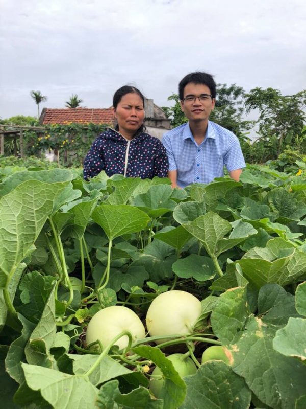 Hạt giống rau chất lượng cao