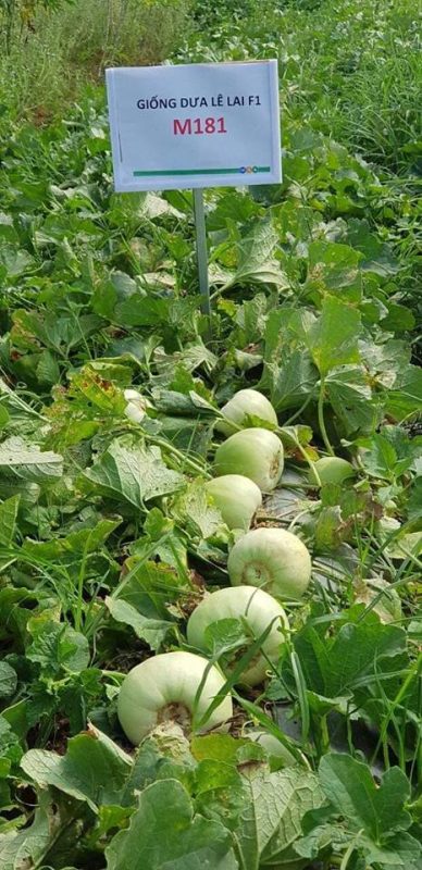Hạt giống rau chất lượng cao