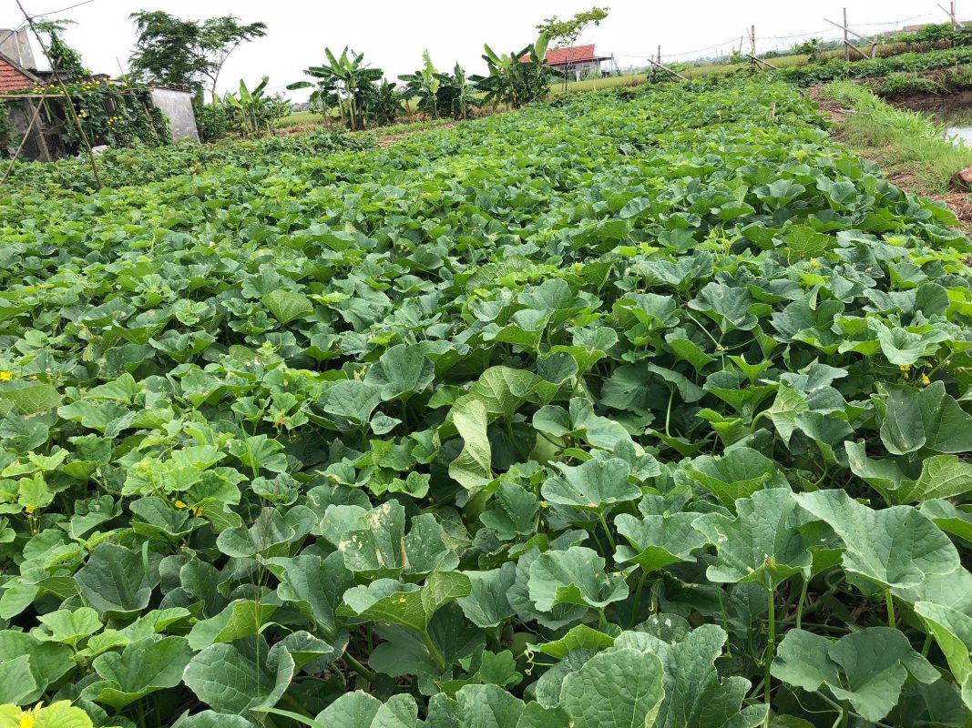 Hạt giống rau chất lượng cao