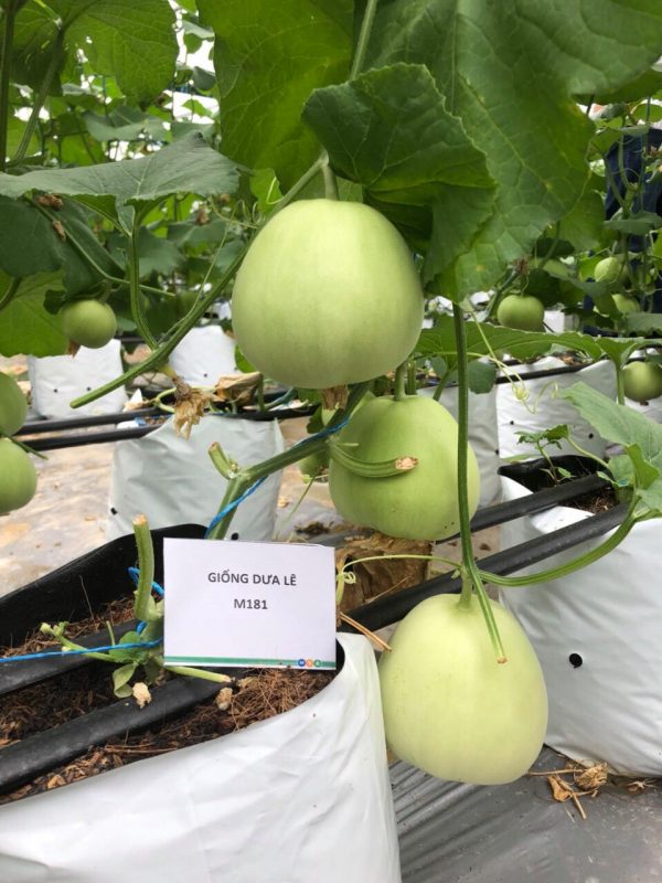 Hạt giống rau chất lượng cao