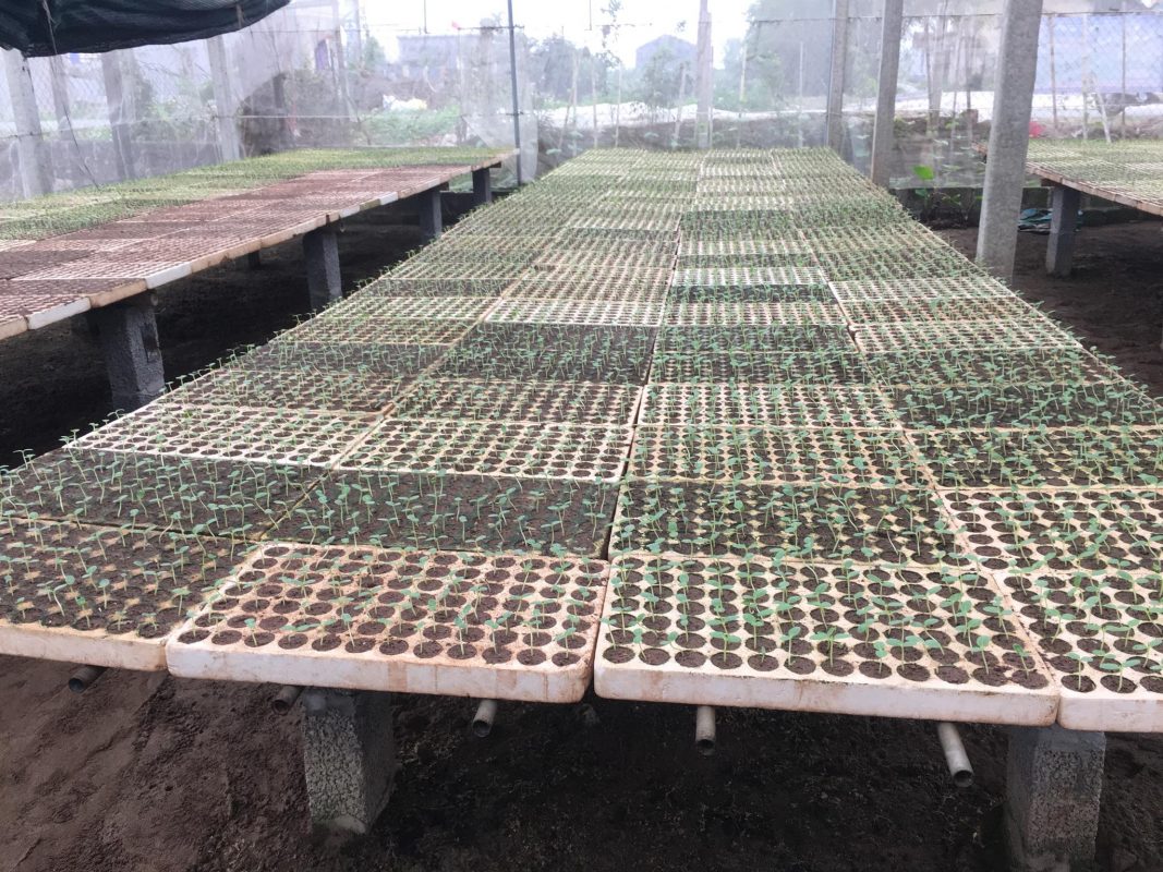 Hạt giống rau chất lượng cao