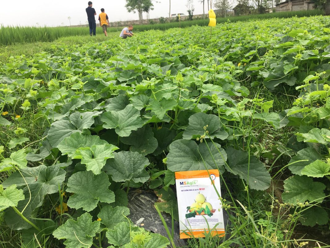 Hạt giống rau chất lượng cao
