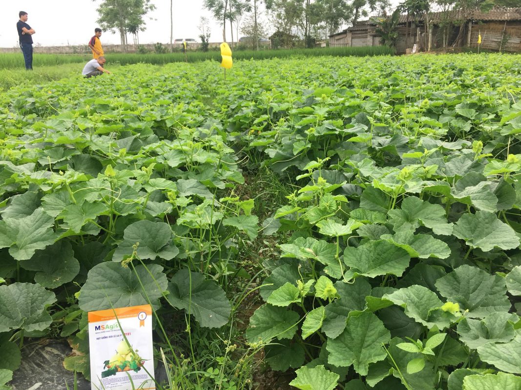 Hạt giống rau chất lượng cao