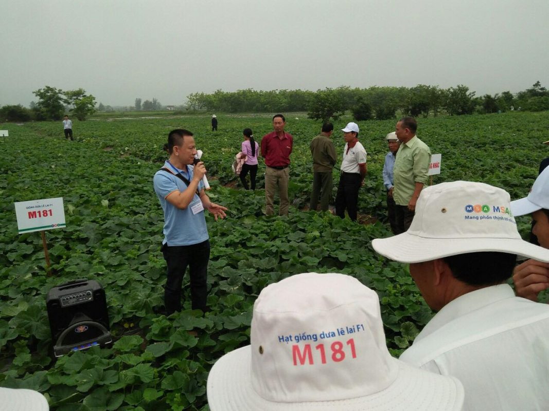 Hạt giống rau chất lượng cao