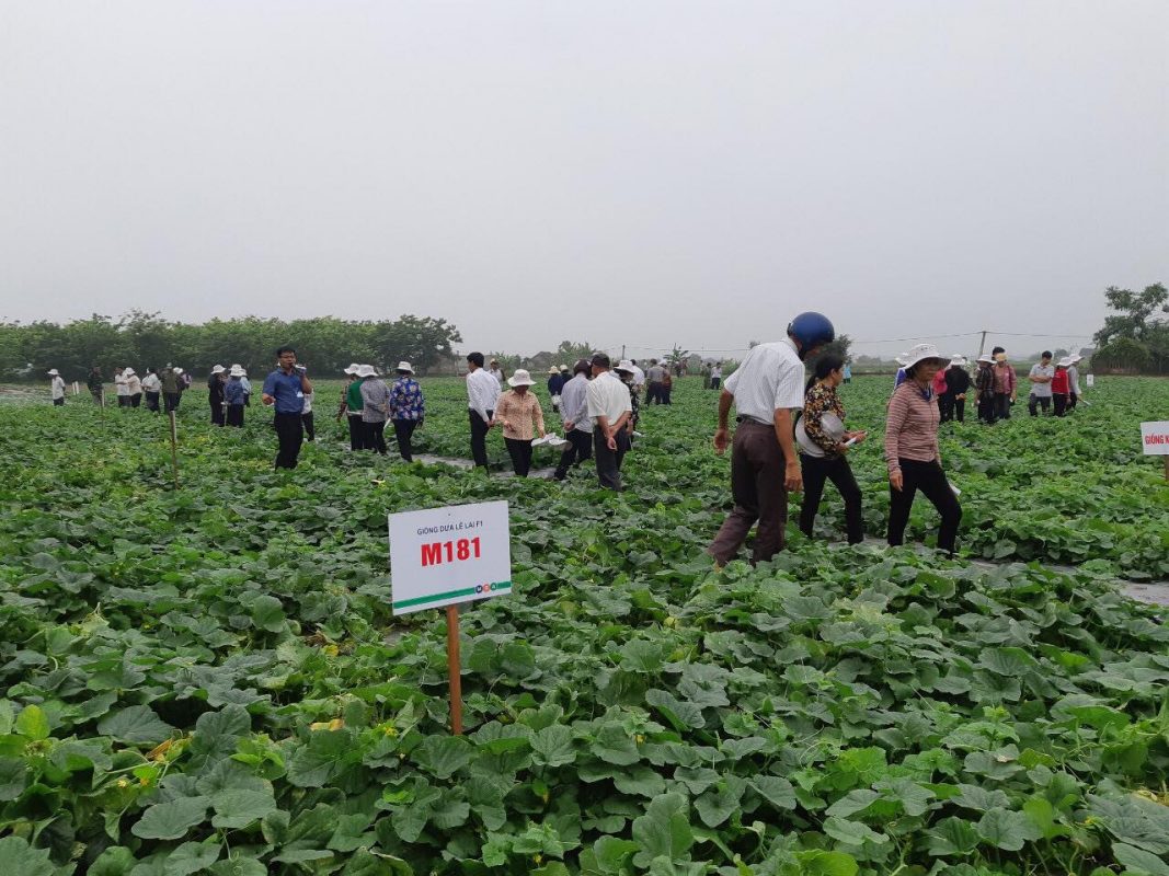 Hạt giống rau chất lượng cao