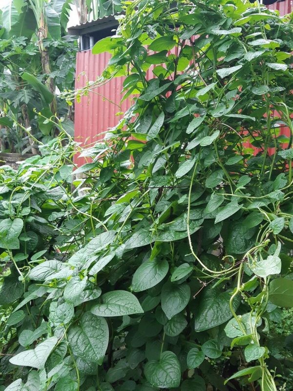 Hạt giống rau chất lượng cao