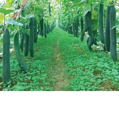 Hạt giống rau chất lượng cao