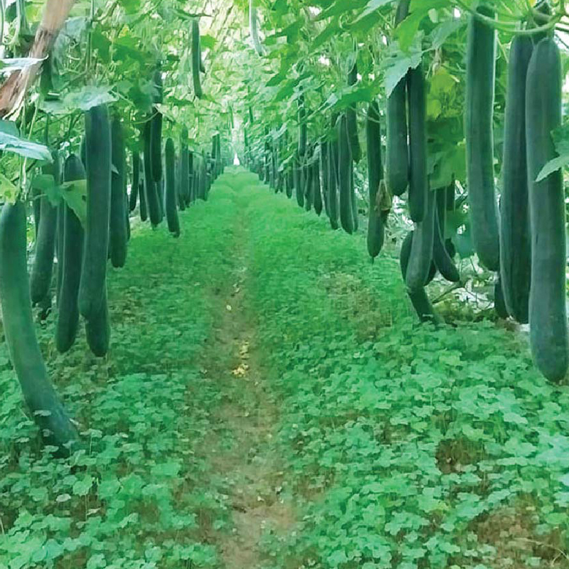 Hạt giống rau chất lượng cao