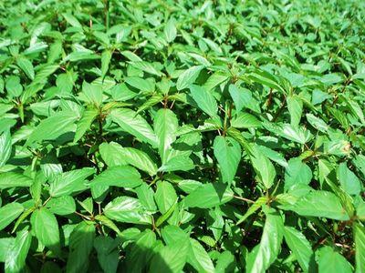 Hạt giống rau chất lượng cao