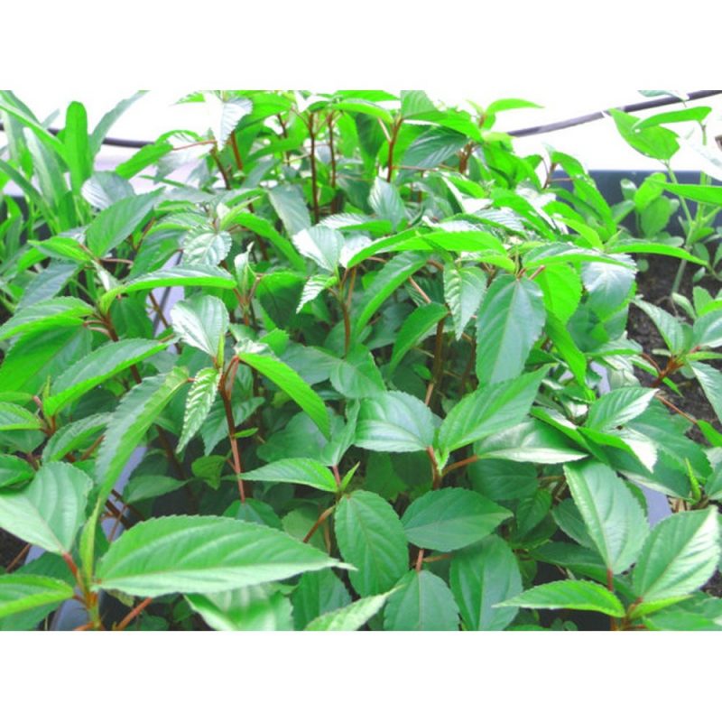 Hạt giống rau chất lượng cao