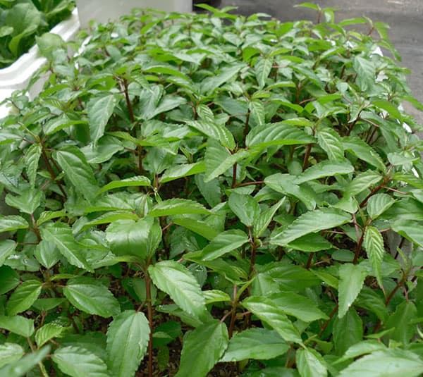 Hạt giống rau chất lượng cao