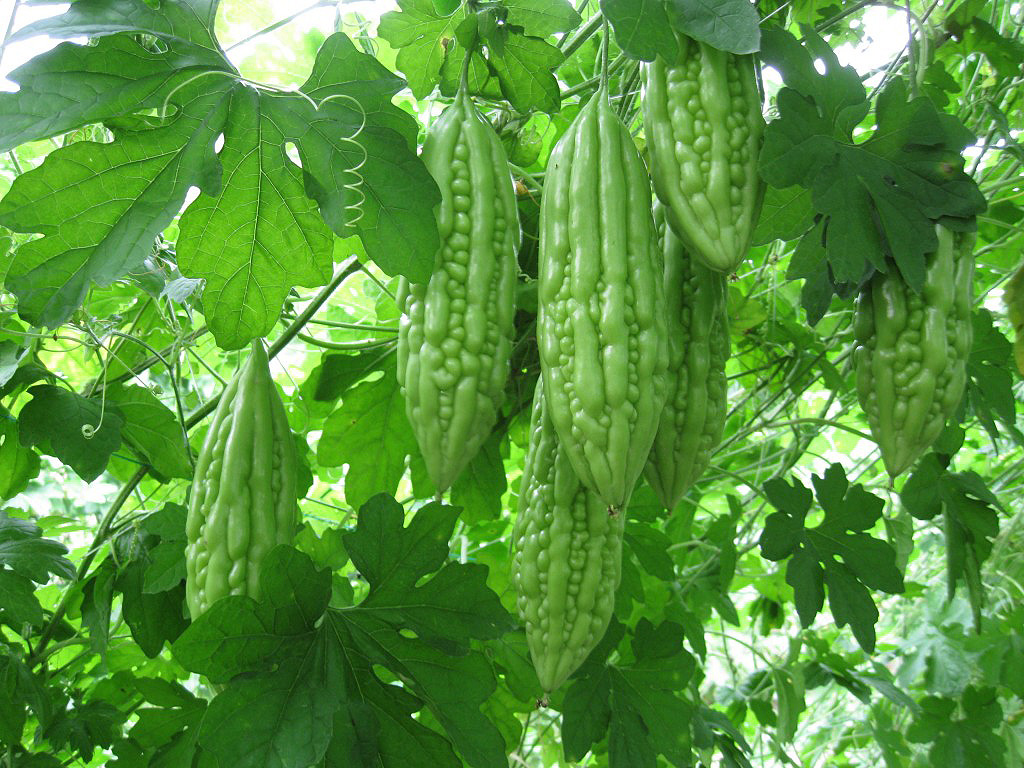 Hạt giống rau chất lượng cao