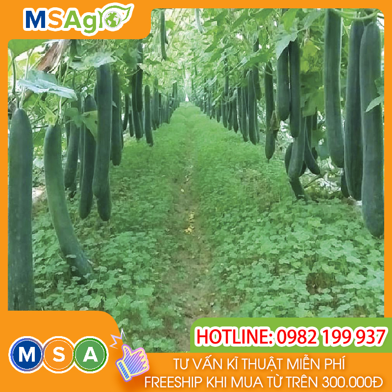 Hạt giống rau chất lượng cao