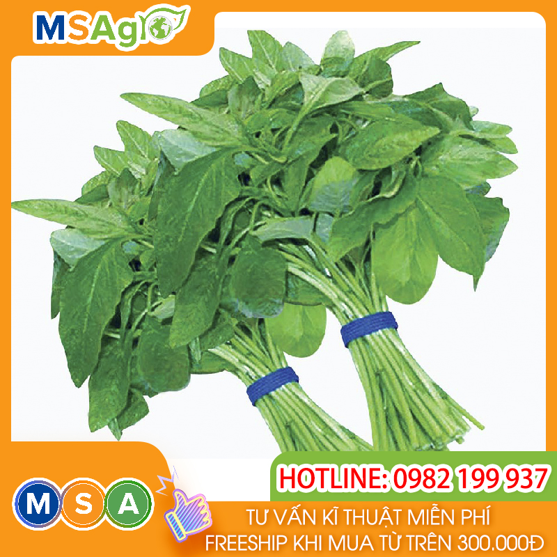 Hạt giống rau chất lượng cao