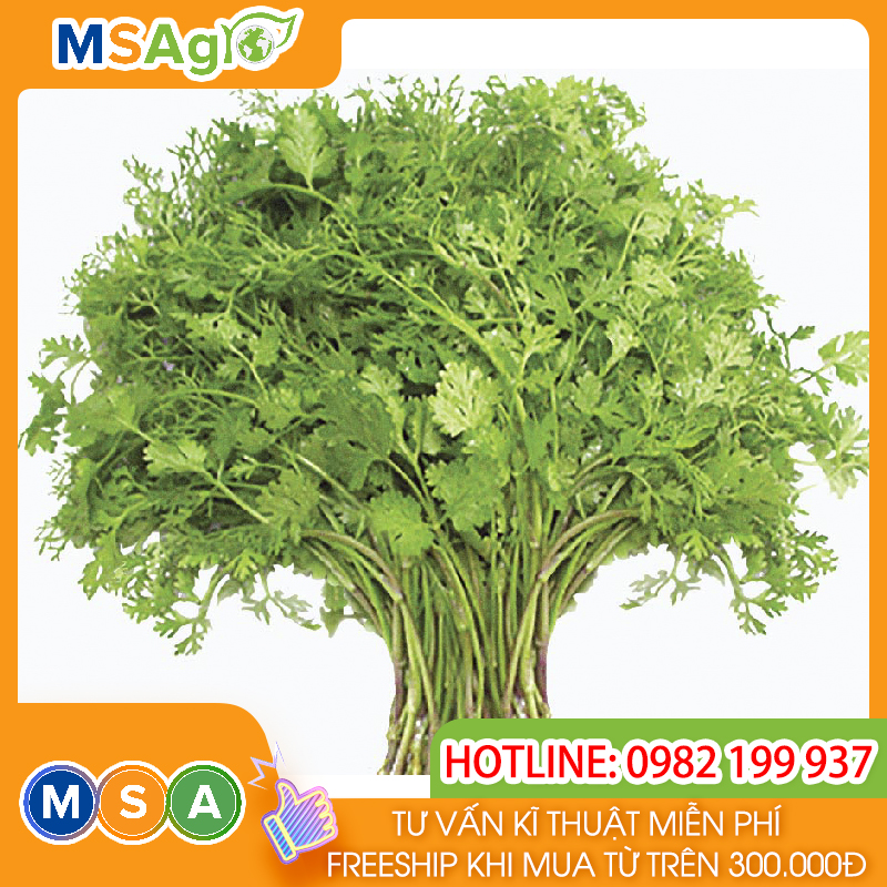 Hạt giống rau chất lượng cao