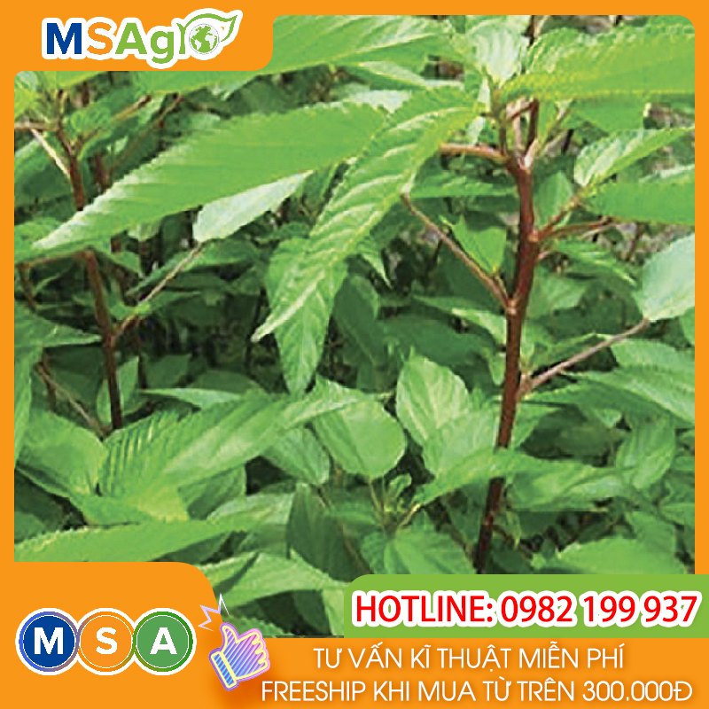 Hạt giống rau chất lượng cao