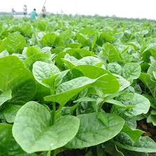 Hạt giống rau chất lượng cao