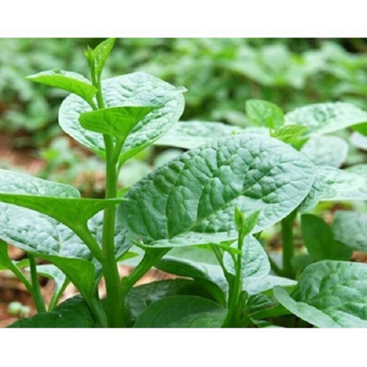 Hạt giống rau chất lượng cao