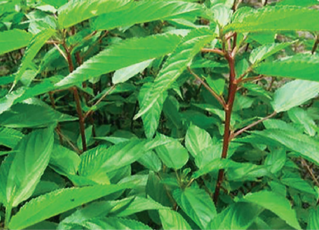 Hạt giống rau chất lượng cao