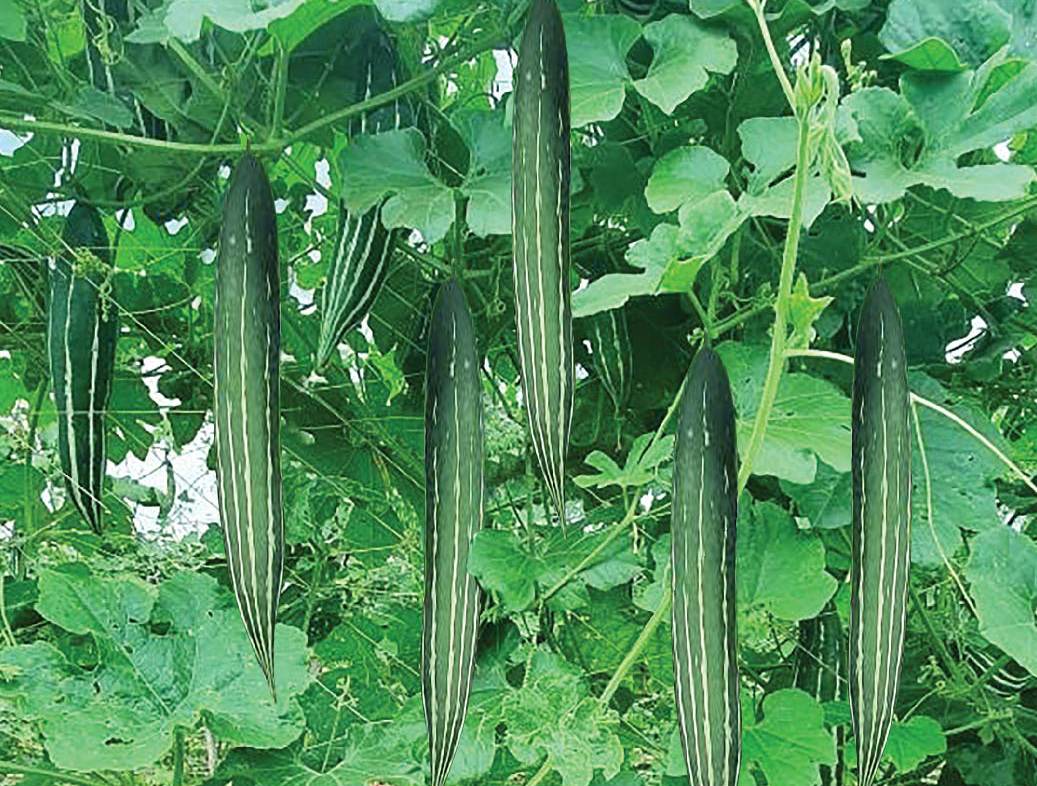 Hạt giống rau chất lượng cao