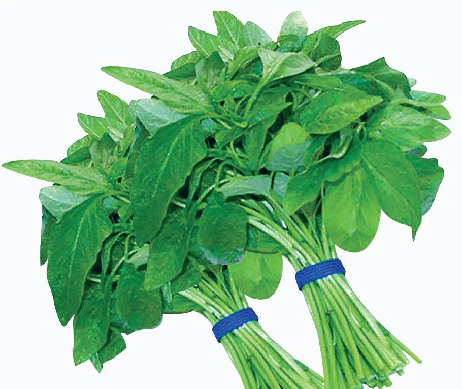 Hạt giống rau chất lượng cao