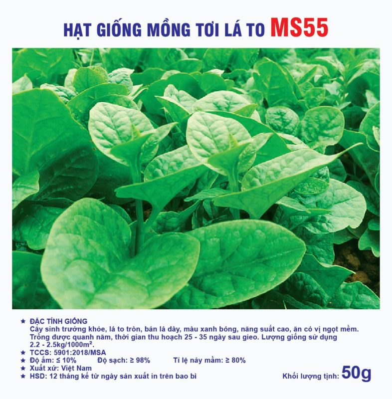 Hạt giống rau chất lượng cao