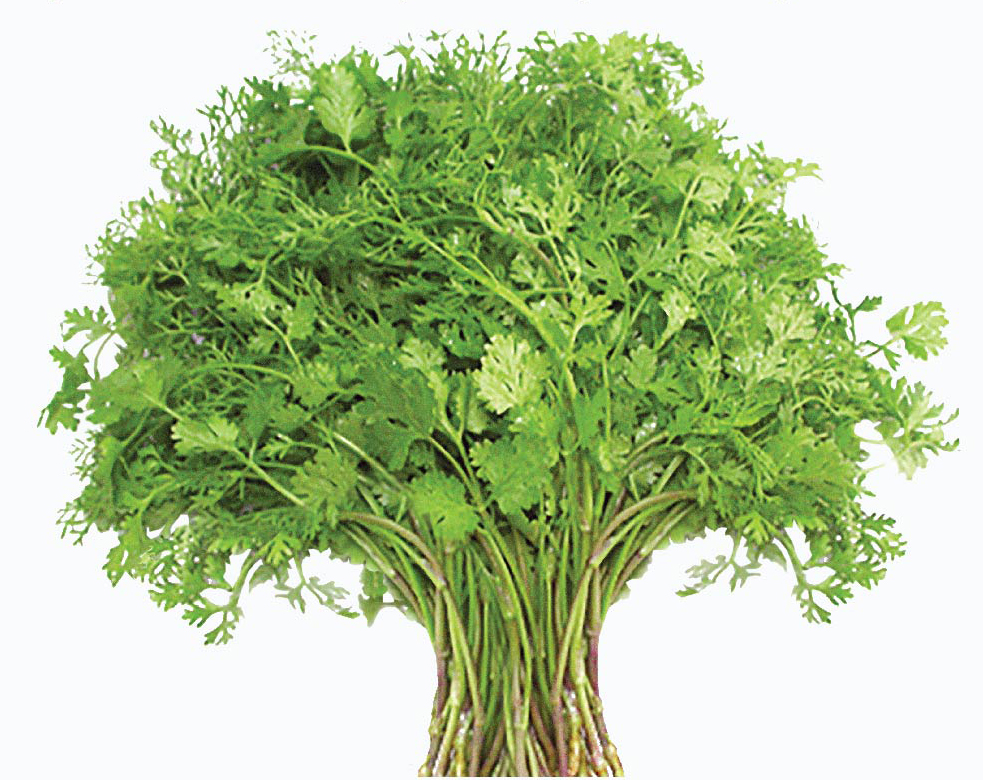 Hạt giống rau chất lượng cao